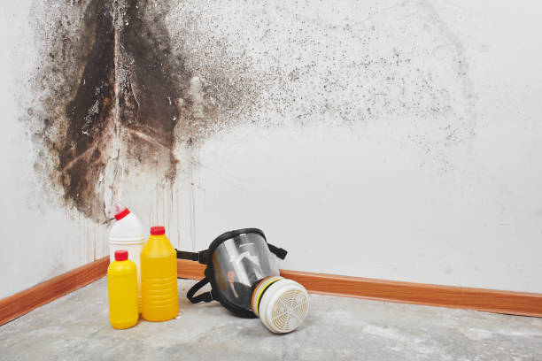 Best Mold Damage Repair  in Sierra Madre, CA