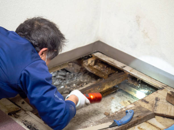 Best Commercial Mold Removal  in Sierra Madre, CA