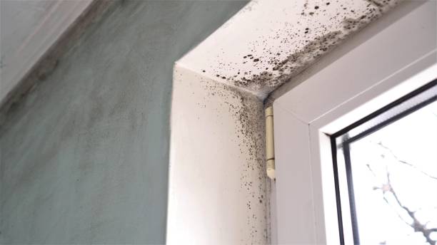 Best Certified Mold Removal  in Sierra Madre, CA