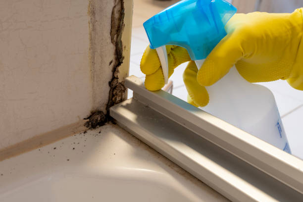 Mold Testing and Removal in Sierra Madre, CA