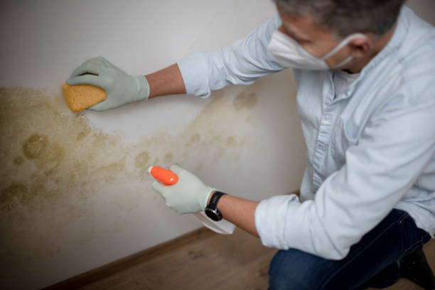 Best Mold Removal Company Near Me  in Sierra Madre, CA