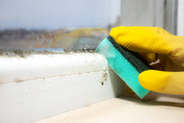 Best Certified Mold Removal  in Sierra Madre, CA