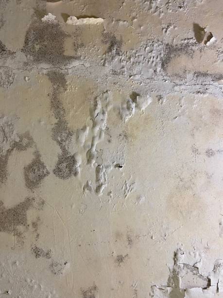 Certified Mold Removal in Sierra Madre, CA
