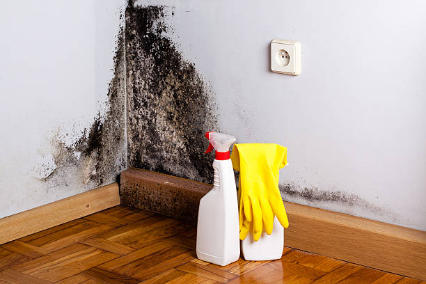 Best Attic Mold Removal  in Sierra Madre, CA
