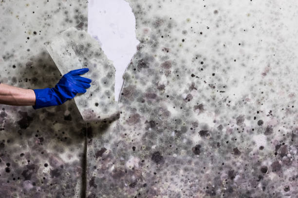 Best Mold Testing  in Sierra Madre, CA