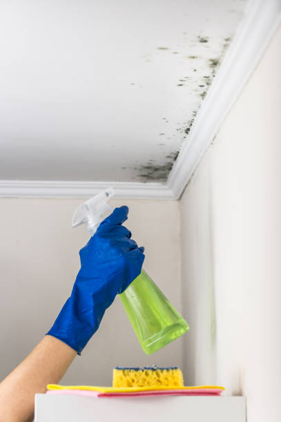 Best Fast Mold Removal  in Sierra Madre, CA