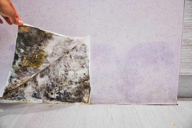 Best Mold Removal Near Me  in Sierra Madre, CA